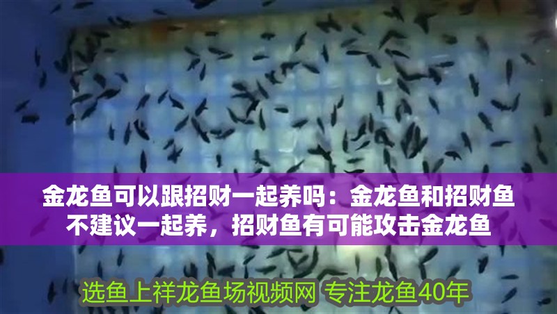 金龍魚可以跟招財一起養(yǎng)嗎：金龍魚和招財魚不建議一起養(yǎng)，招財魚有可能攻擊金龍魚