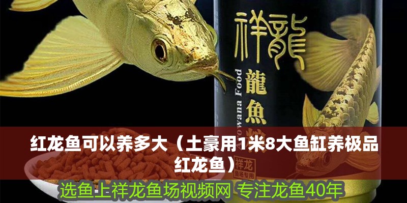 紅龍魚可以養(yǎng)多大（土豪用1米8大魚缸養(yǎng)極品紅龍魚）