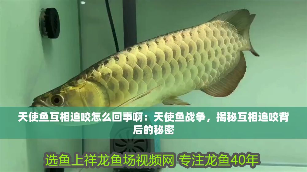 詳細閱讀:天使魚互相追咬怎么回事啊:天使魚戰爭,揭秘互相追咬背后的秘密 天使魚互相追咬怎么回事啊:天使魚戰爭,揭秘互相追咬背后的秘密