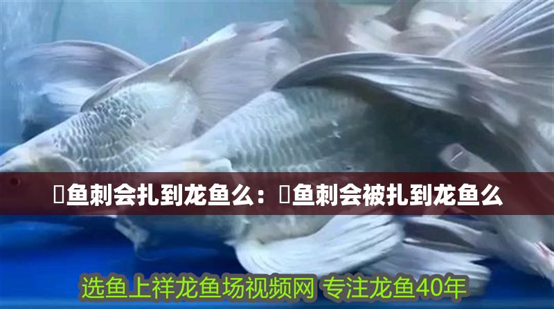 魟魚刺會(huì)扎到龍魚么:魟魚刺會(huì)被扎到龍魚么 魟魚百科 第2張 魟魚刺會(huì)扎到龍魚么:魟魚刺會(huì)被扎到龍魚么 魟魚刺會(huì)扎到龍魚么:魟魚刺會(huì)被扎到龍魚么 魟魚百科 第2張