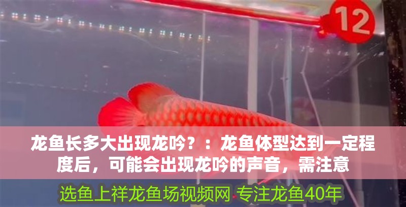 龍魚長多大出現龍吟？：龍魚體型達到一定程度后，可能會出現龍吟的聲音，需注意