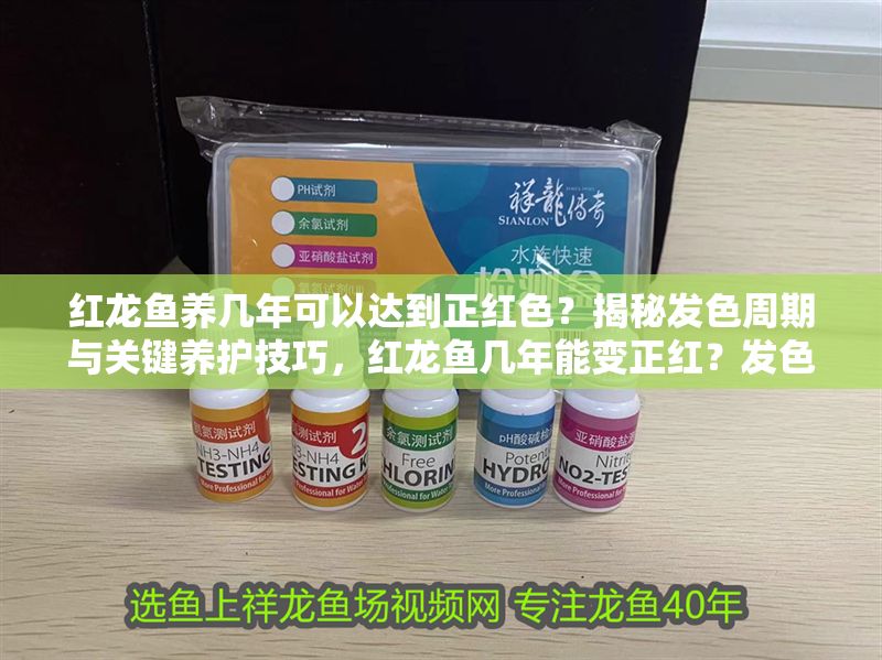 紅龍魚養幾年可以達到正紅色？揭秘發色周期與關鍵養護技巧，紅龍魚幾年能變正紅？發色周期與養護技巧全解析