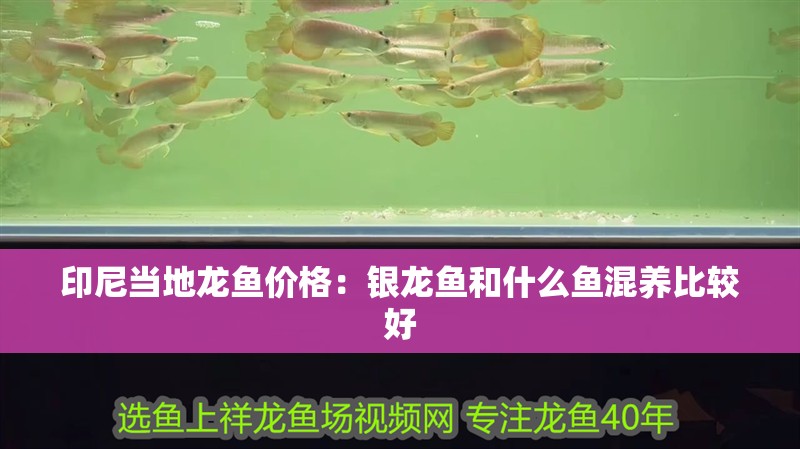 印尼當地龍魚價格：銀龍魚和什么魚混養比較好