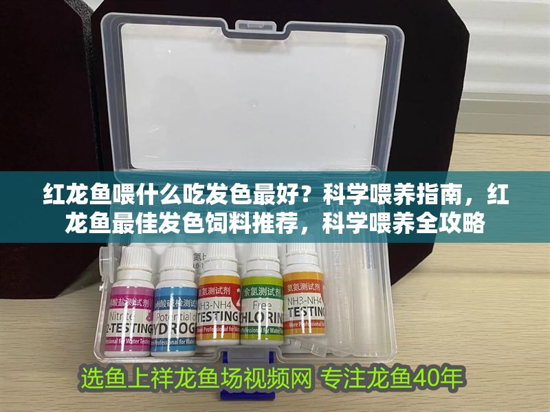 紅龍魚喂什么吃發(fā)色最好？科學喂養(yǎng)指南，紅龍魚最佳發(fā)色飼料推薦，科學喂養(yǎng)全攻略