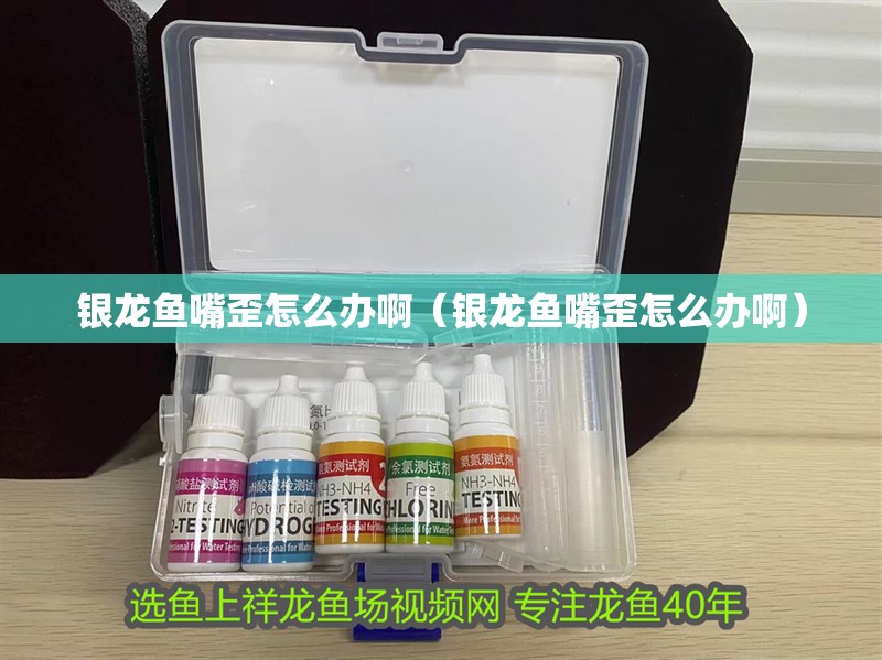 銀龍魚嘴歪怎么辦啊（銀龍魚嘴歪怎么辦啊）