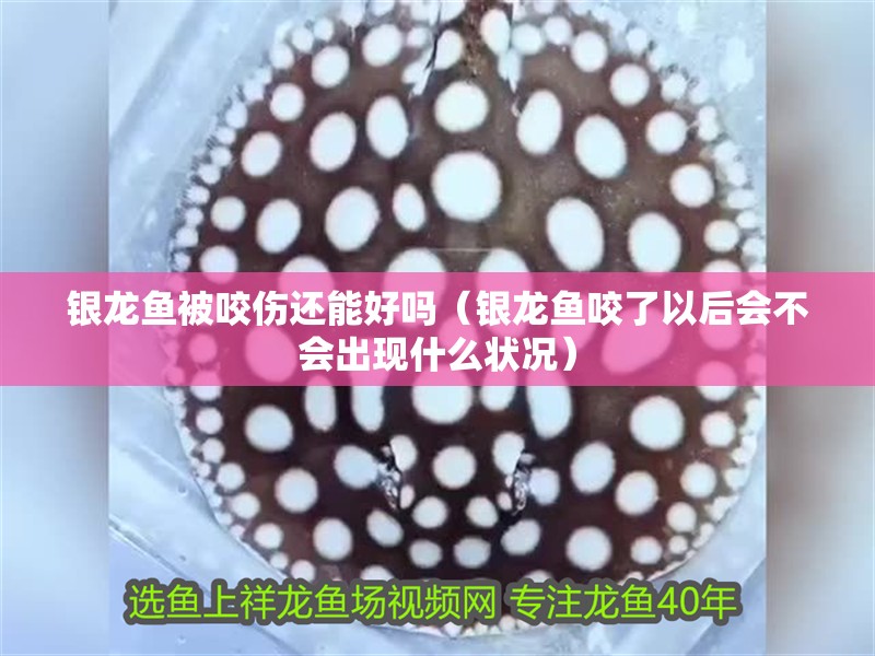 銀龍魚被咬傷還能好嗎（銀龍魚咬了以后會不會出現什么狀況）
