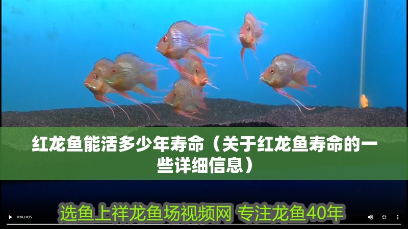 紅龍魚能活多少年壽命（關于紅龍魚壽命的一些詳細信息）