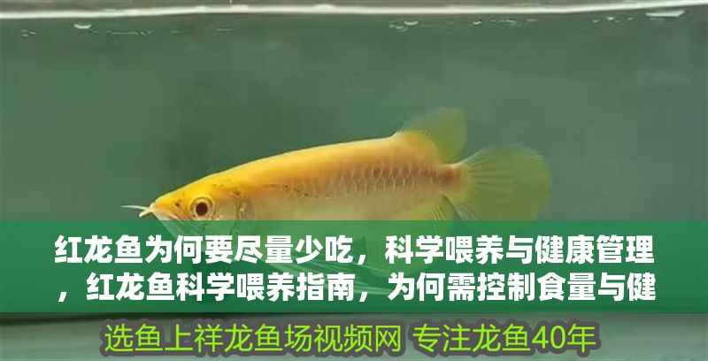 紅龍魚為何要盡量少吃，科學喂養與健康管理，紅龍魚科學喂養指南，為何需控制食量與健康管理
