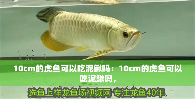 10cm的虎魚可以吃泥鰍嗎：10cm的虎魚可以吃泥鰍嗎，