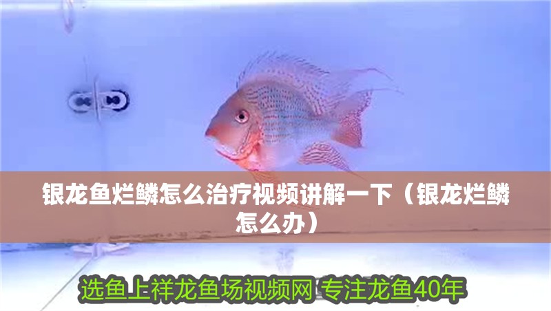 銀龍魚爛鱗怎么治療視頻講解一下（銀龍爛鱗怎么辦）