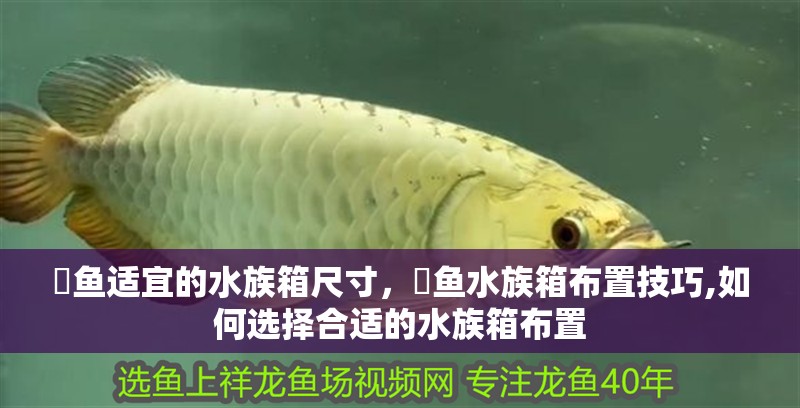 魟魚適宜的水族箱尺寸，魟魚水族箱布置技巧,如何選擇合適的水族箱布置