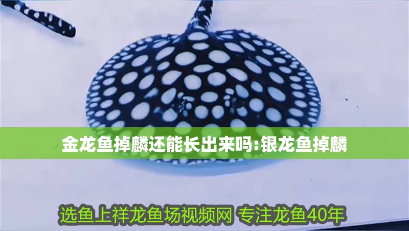 金龍魚掉麟還能長出來嗎:銀龍魚掉麟