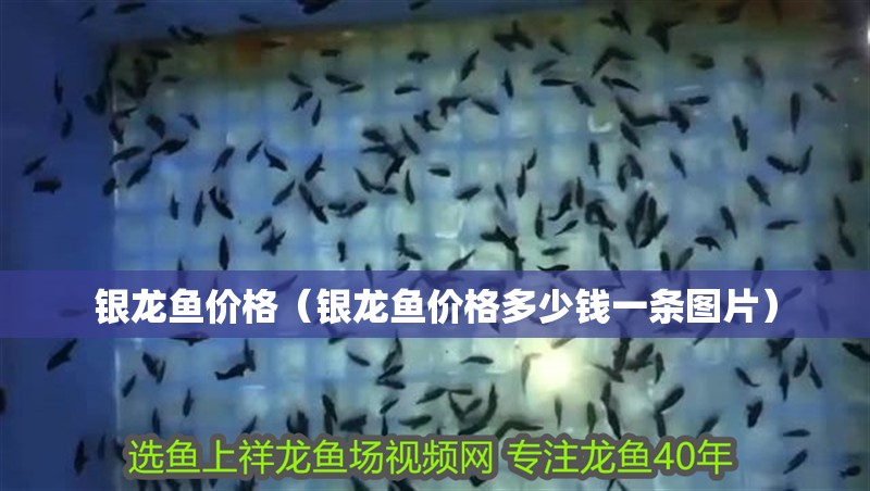 銀龍魚價格（銀龍魚價格多少錢一條圖片）