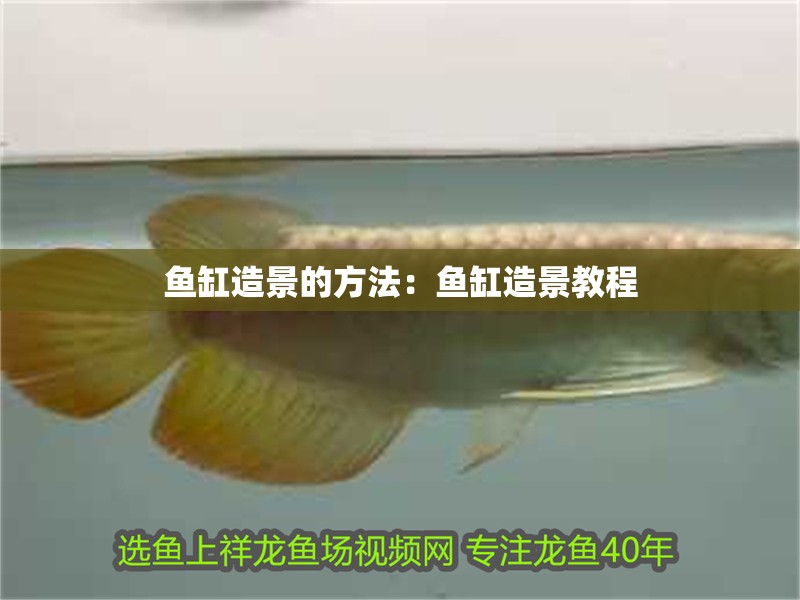 魚缸造景的方法：魚缸造景教程