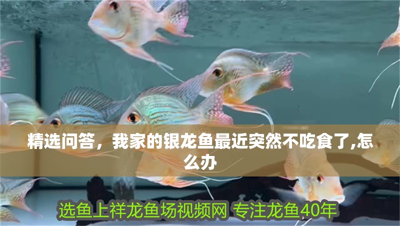 精選問(wèn)答，我家的銀龍魚(yú)最近突然不吃食了,怎么辦