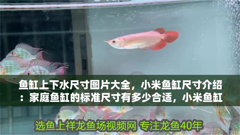 魚缸上下水尺寸圖片大全，小米魚缸尺寸介紹：家庭魚缸的標準尺寸有多少合適，小米魚缸尺寸圖片大全