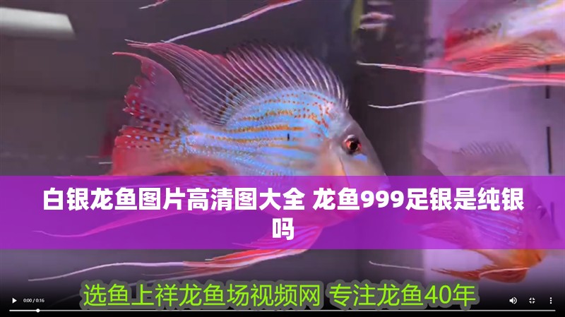 白銀龍魚圖片高清圖大全 龍魚999足銀是純銀嗎