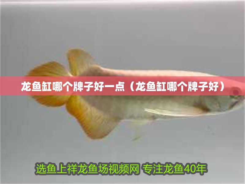 龍魚缸哪個牌子好一點（龍魚缸哪個牌子好）