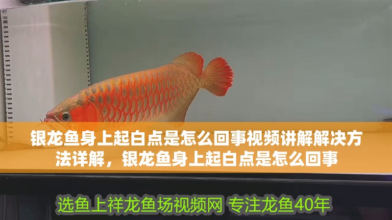 銀龍魚身上起白點是怎么回事視頻講解解決方法詳解，銀龍魚身上起白點是怎么回事