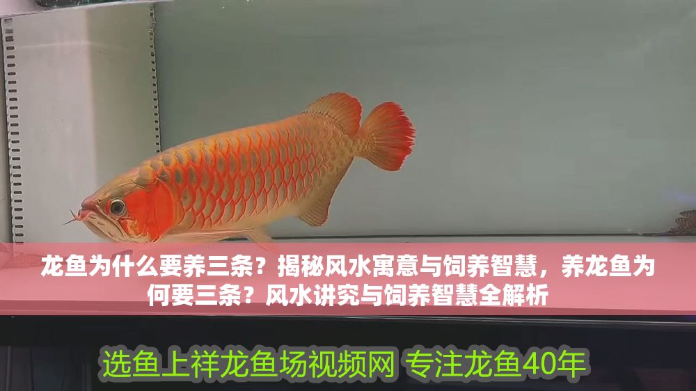 龍魚為什么要養三條？揭秘風水寓意與飼養智慧，養龍魚為何要三條？風水講究與飼養智慧全解析