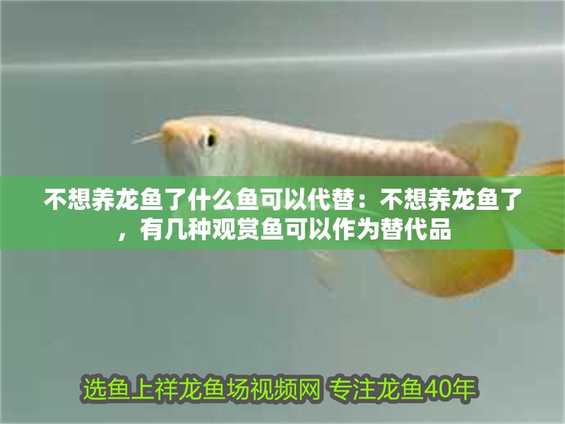 不想養(yǎng)龍魚(yú)了什么魚(yú)可以代替：不想養(yǎng)龍魚(yú)了，有幾種觀賞魚(yú)可以作為替代品