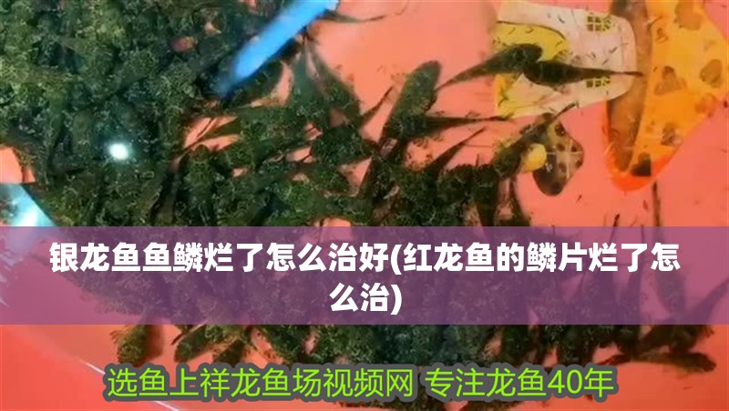 銀龍魚魚鱗爛了怎么治好(紅龍魚的鱗片爛了怎么治)