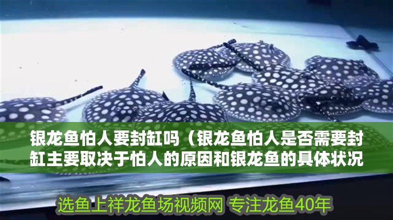 銀龍魚怕人要封缸嗎（銀龍魚怕人是否需要封缸主要取決于怕人的原因和銀龍魚的具體狀況）