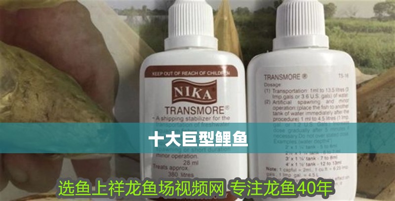 十大巨型鯉魚