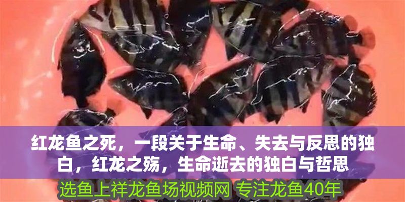 紅龍魚(yú)之死，一段關(guān)于生命、失去與反思的獨(dú)白，紅龍之殤，生命逝去的獨(dú)白與哲思