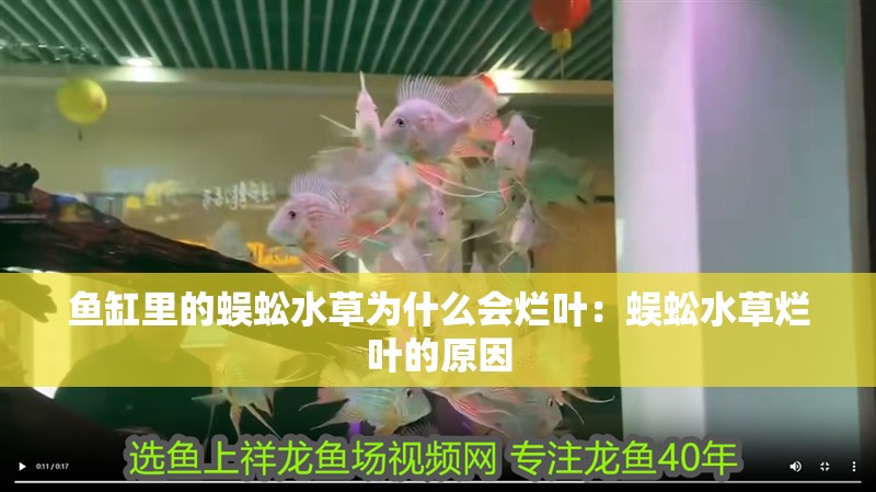 魚缸里的蜈蚣水草為什么會爛葉：蜈蚣水草爛葉的原因