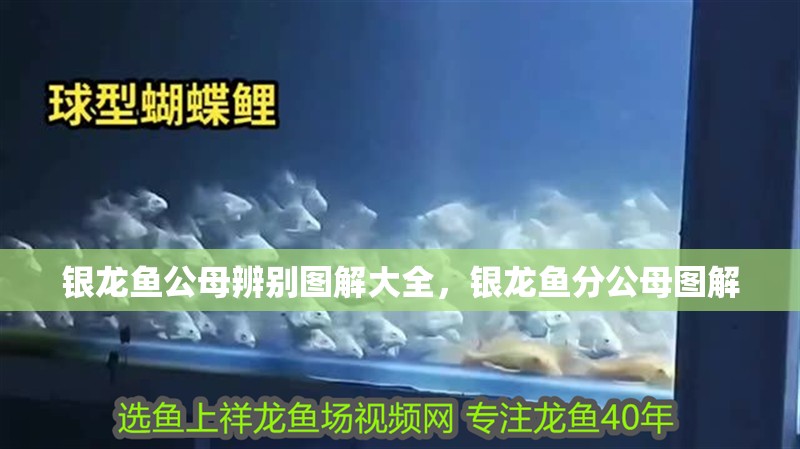 銀龍魚公母辨別圖解大全，銀龍魚分公母圖解