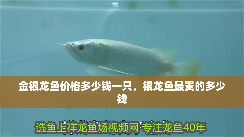 金銀龍魚價格多少錢一只，銀龍魚最貴的多少錢