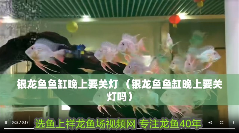 銀龍魚魚缸晚上要關燈 （銀龍魚魚缸晚上要關燈嗎）