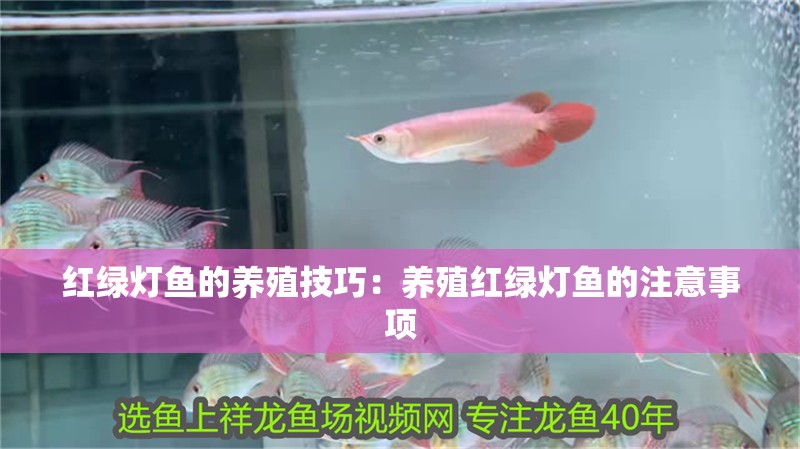 紅綠燈魚的養殖技巧：養殖紅綠燈魚的注意事項