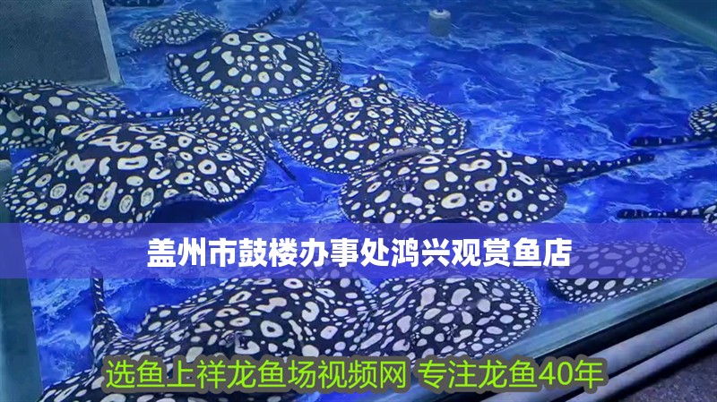 蓋州市鼓樓辦事處鴻興觀賞魚店 蓋州市鼓樓辦事處鴻興觀賞魚店 全國水族館企業名錄