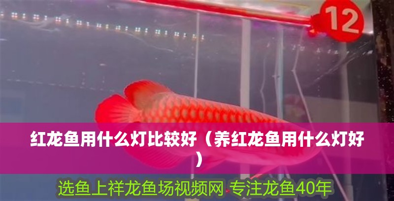 紅龍魚用什么燈比較好（養紅龍魚用什么燈好） 紅龍魚用什么燈比較好（養紅龍魚用什么燈好） 龍魚百科