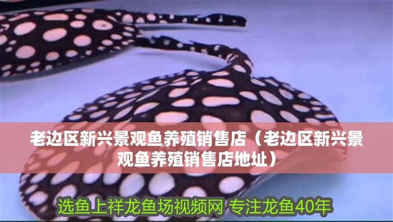 老邊區(qū)新興景觀魚養(yǎng)殖銷售店（老邊區(qū)新興景觀魚養(yǎng)殖銷售店地址）
