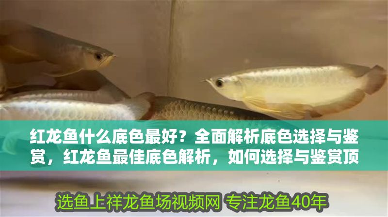 紅龍魚什么底色最好？全面解析底色選擇與鑒賞，紅龍魚最佳底色解析，如何選擇與鑒賞頂級品相