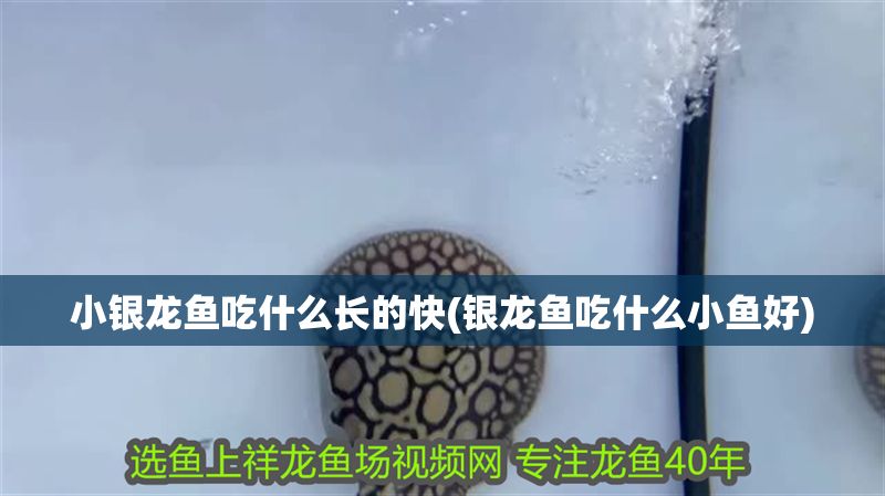 小銀龍魚吃什么長的快(銀龍魚吃什么小魚好)