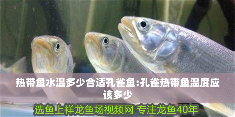 熱帶魚水溫多少合適孔雀魚:孔雀熱帶魚溫度應(yīng)該多少