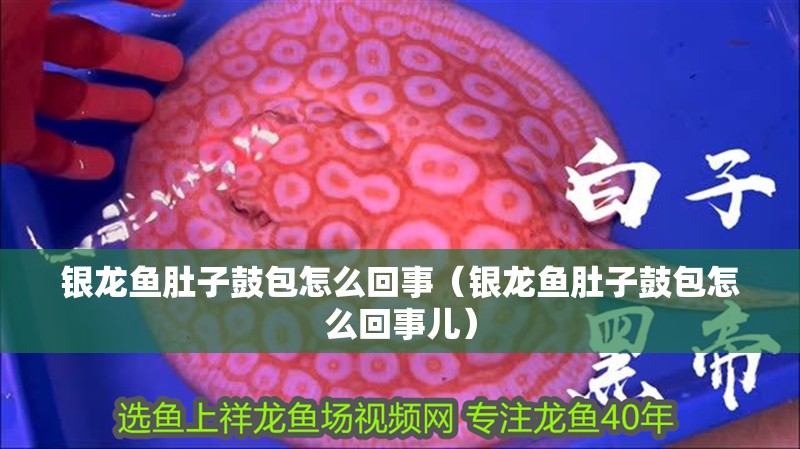 銀龍魚肚子鼓包怎么回事（銀龍魚肚子鼓包怎么回事兒）