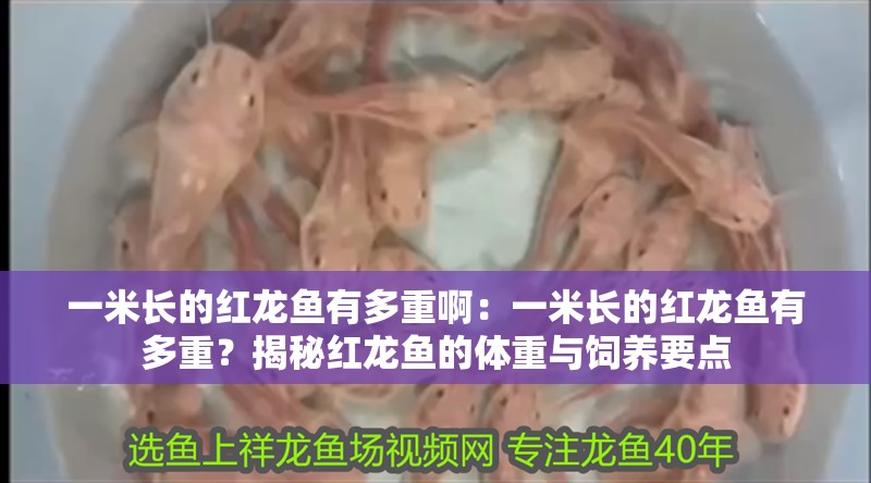一米長的紅龍魚有多重啊：一米長的紅龍魚有多重？揭秘紅龍魚的體重與飼養要點