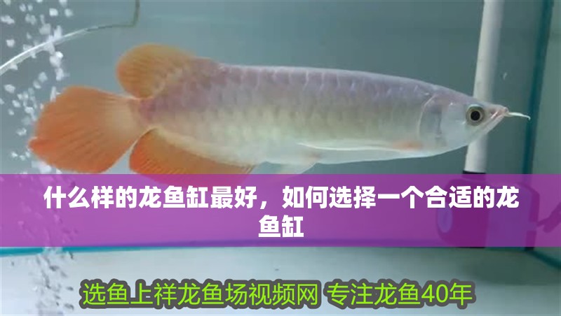 什么樣的龍魚缸最好，如何選擇一個合適的龍魚缸