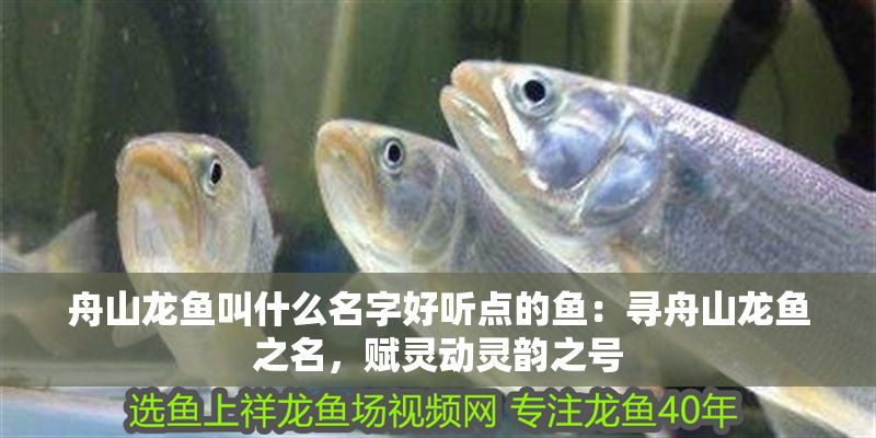 <strong><mark>舟山</mark></strong>龍魚叫什么名字好聽點的魚：尋<strong><mark>舟山</mark></strong>龍魚之名，賦靈動靈韻之號
