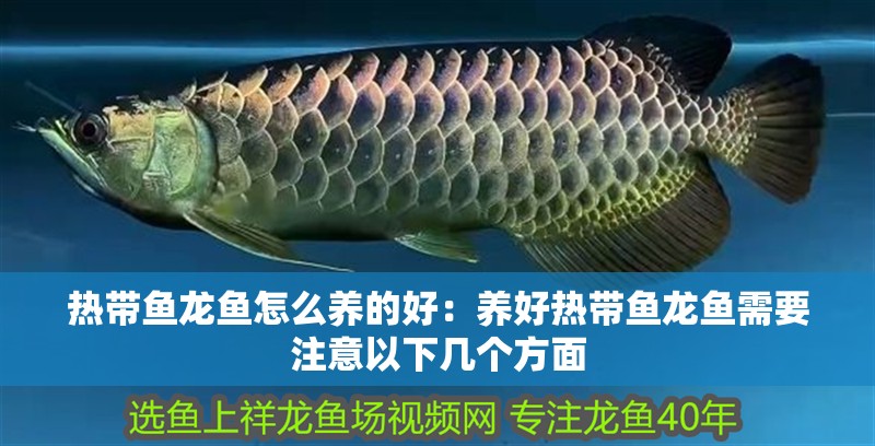 熱帶魚龍魚怎么養的好：養好熱帶魚龍魚需要注意以下幾個方面