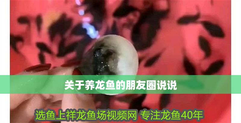 關(guān)于養(yǎng)龍魚(yú)的朋友圈說(shuō)說(shuō)