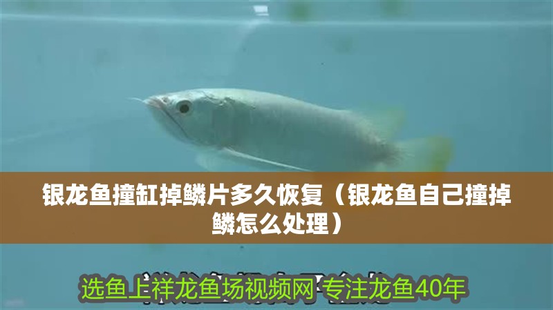 銀龍魚撞缸掉鱗片多久恢復（銀龍魚自己撞掉鱗怎么處理）