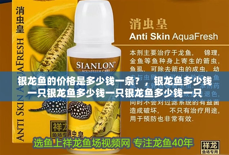 銀龍魚的價格是多少錢一條？，銀龍魚多少錢一只銀龍魚多少錢一只銀龍魚多少錢一只