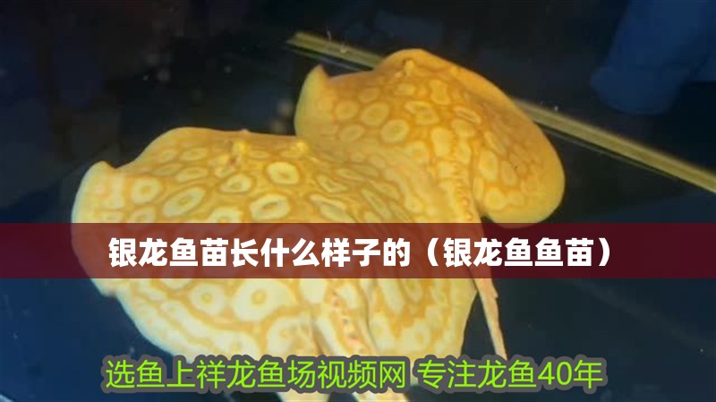 銀龍魚苗長什么樣子的（銀龍魚魚苗）