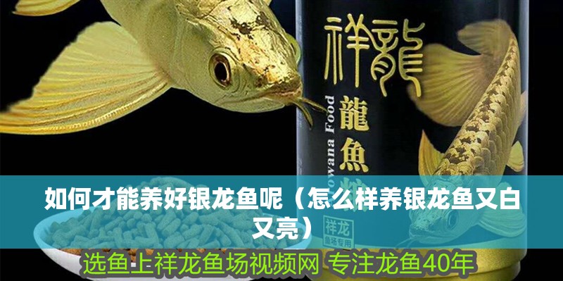 如何才能養(yǎng)好銀龍魚呢（怎么樣養(yǎng)銀龍魚又白又亮）